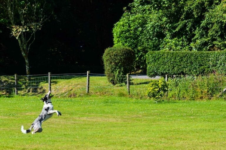 Melfort Village is pet friendly and we have a secure paddock area for dogs to play in off the lead. Book your dog friendly holiday cottage in Scotland today.